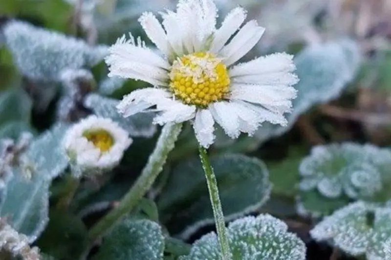 Eindejaarsplantenjacht